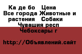 Ка де бо › Цена ­ 25 - Все города Животные и растения » Собаки   . Чувашия респ.,Чебоксары г.